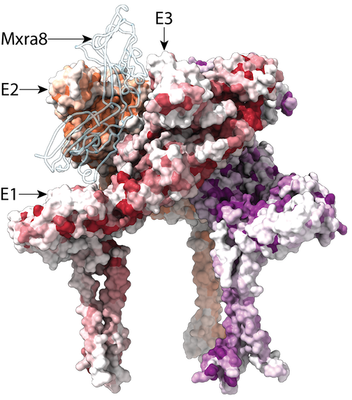 Image for Determinants of human versus mosquito cell entry by the Chikungunya virus envelope proteins