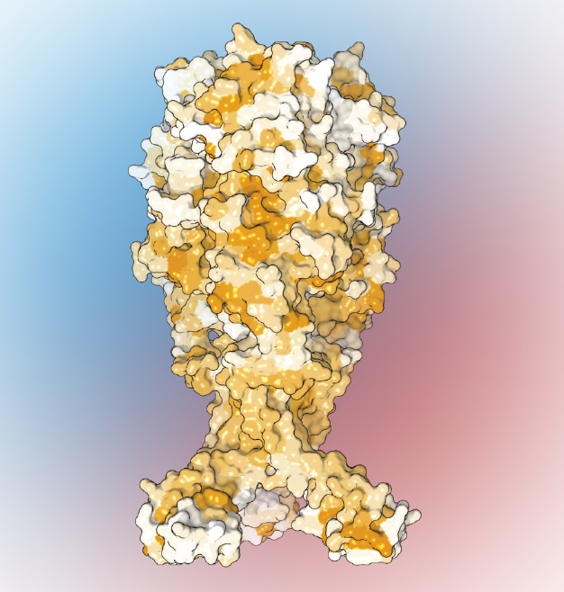 Image for Functional and acid-stability constraints on the Junin virus glycoprotein complex
